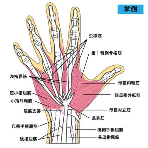 手 骨|手根骨や手指の解剖や筋肉をイラストで徹底解説！覚。